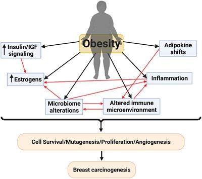 The microbiome: a link between obesity and breast cancer risk